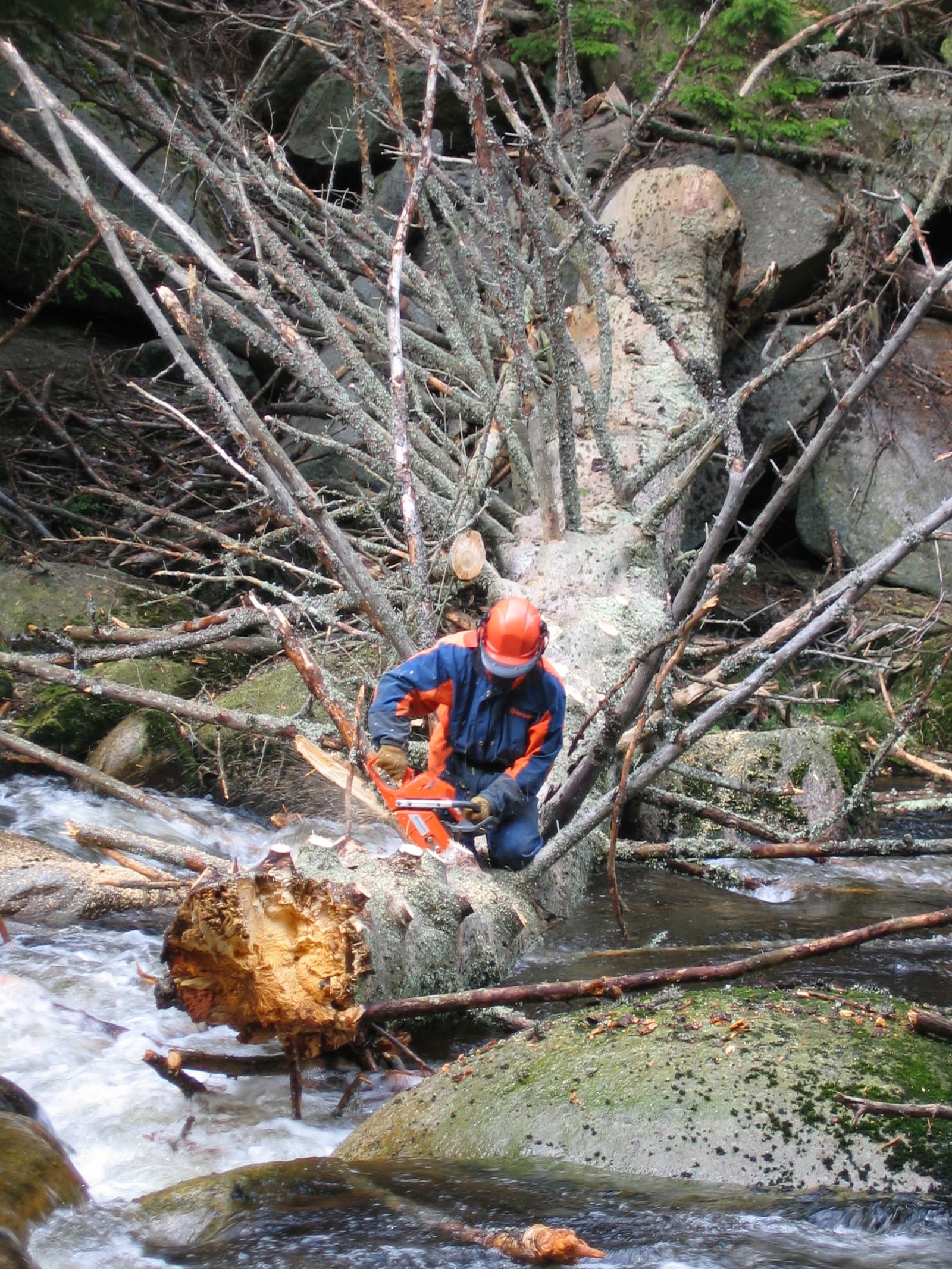 Rizikové kácení, NP Šumava